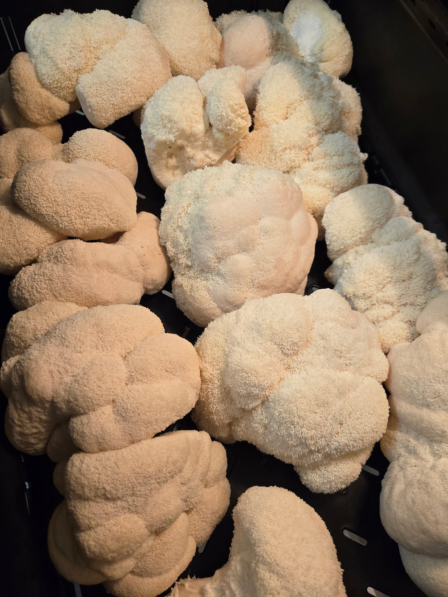 Fresh Lion's Mane Mushrooms