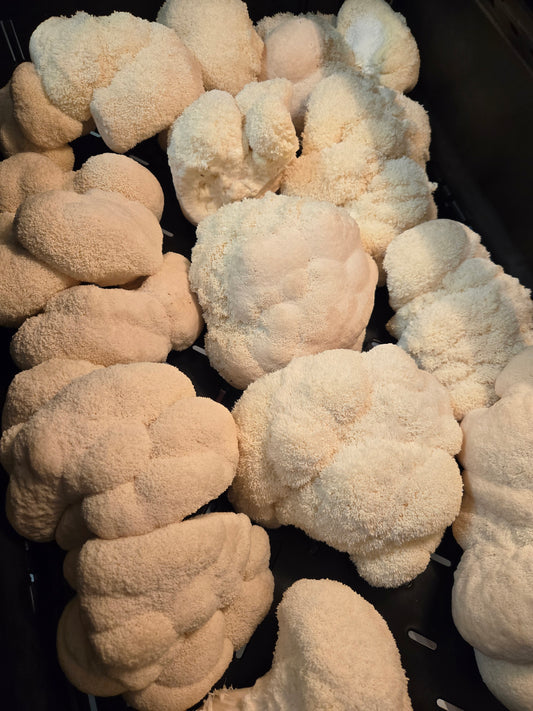 Fresh Lion's Mane Mushrooms