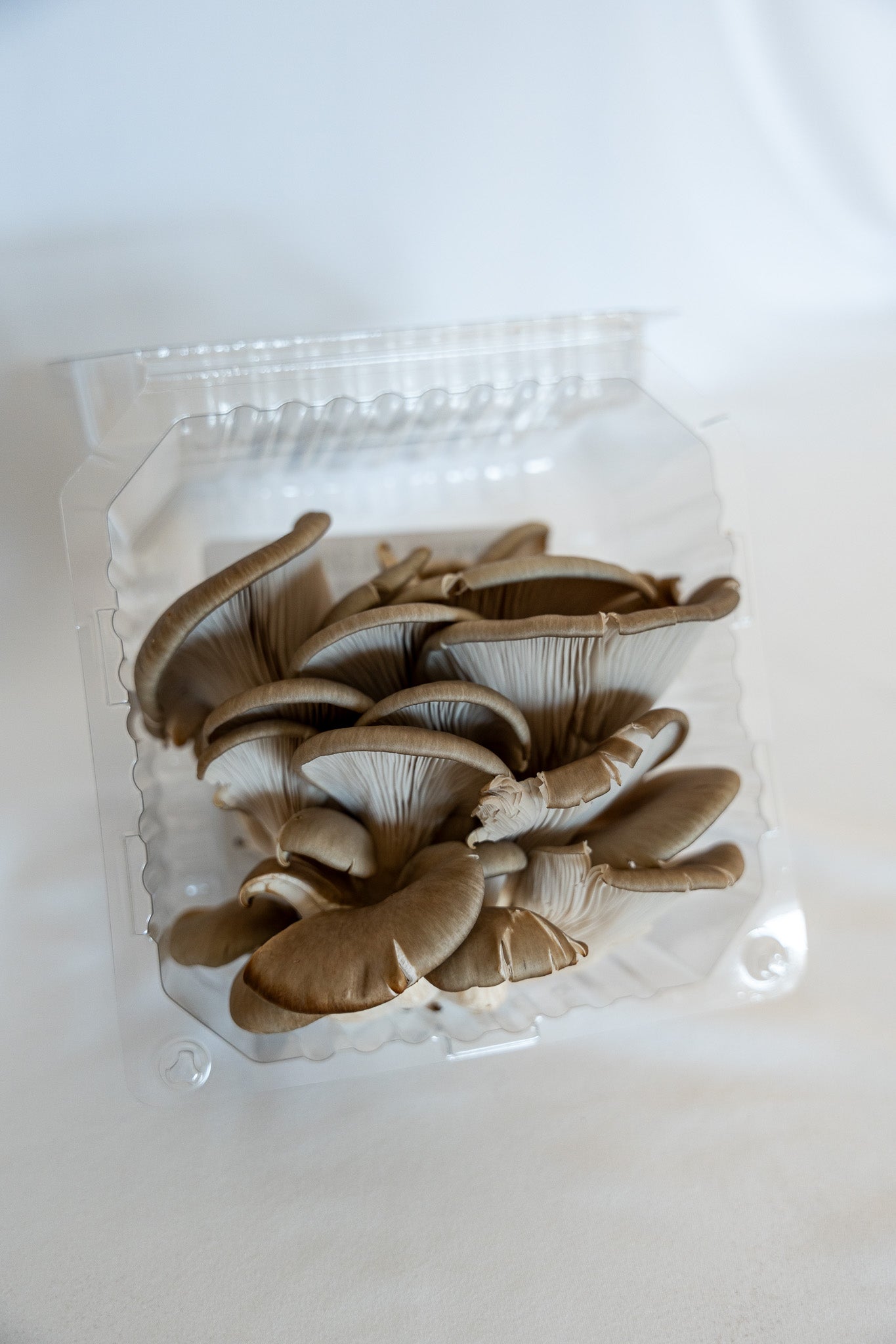 Fresh Blue Oyster Mushrooms