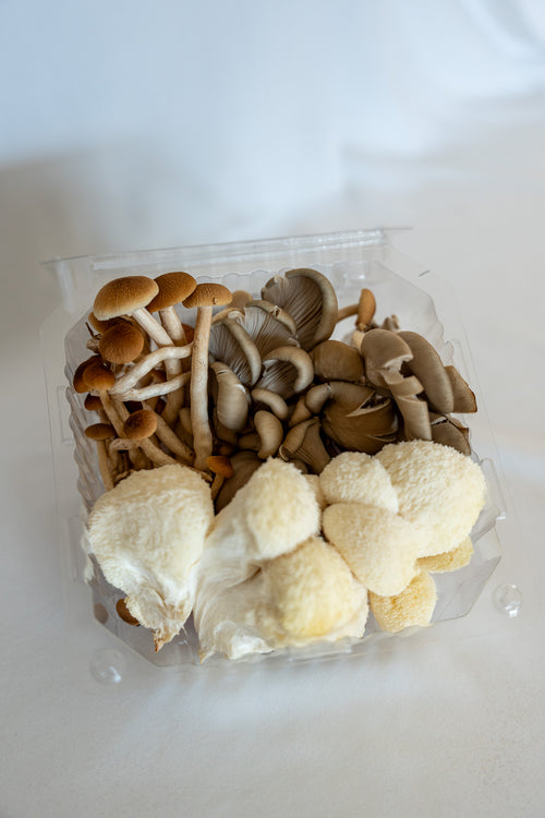 Chef's Mix | Lion's Mane, Oyster & Piopinno