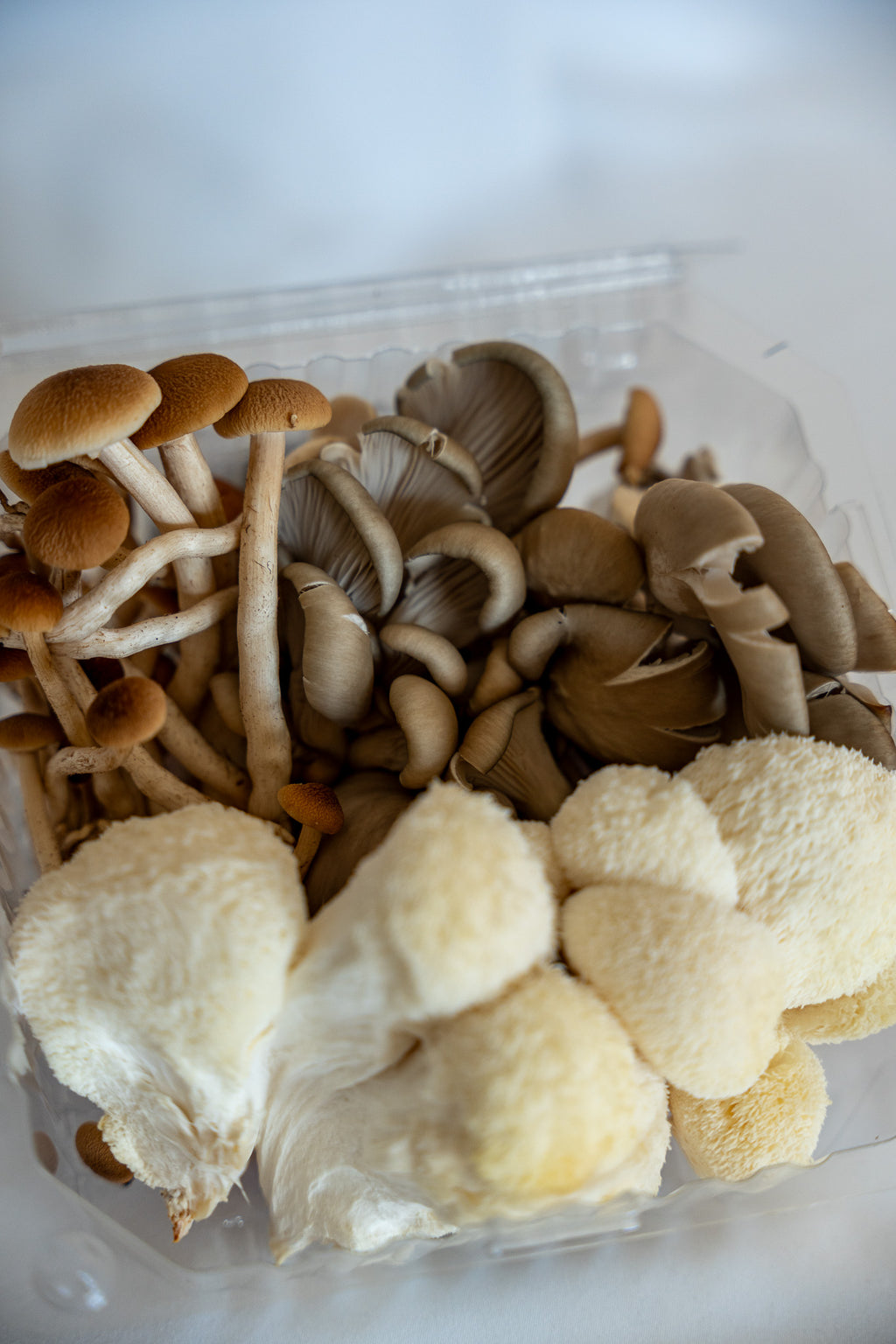 Chef's Mix | Lion's Mane, Oyster & Piopinno