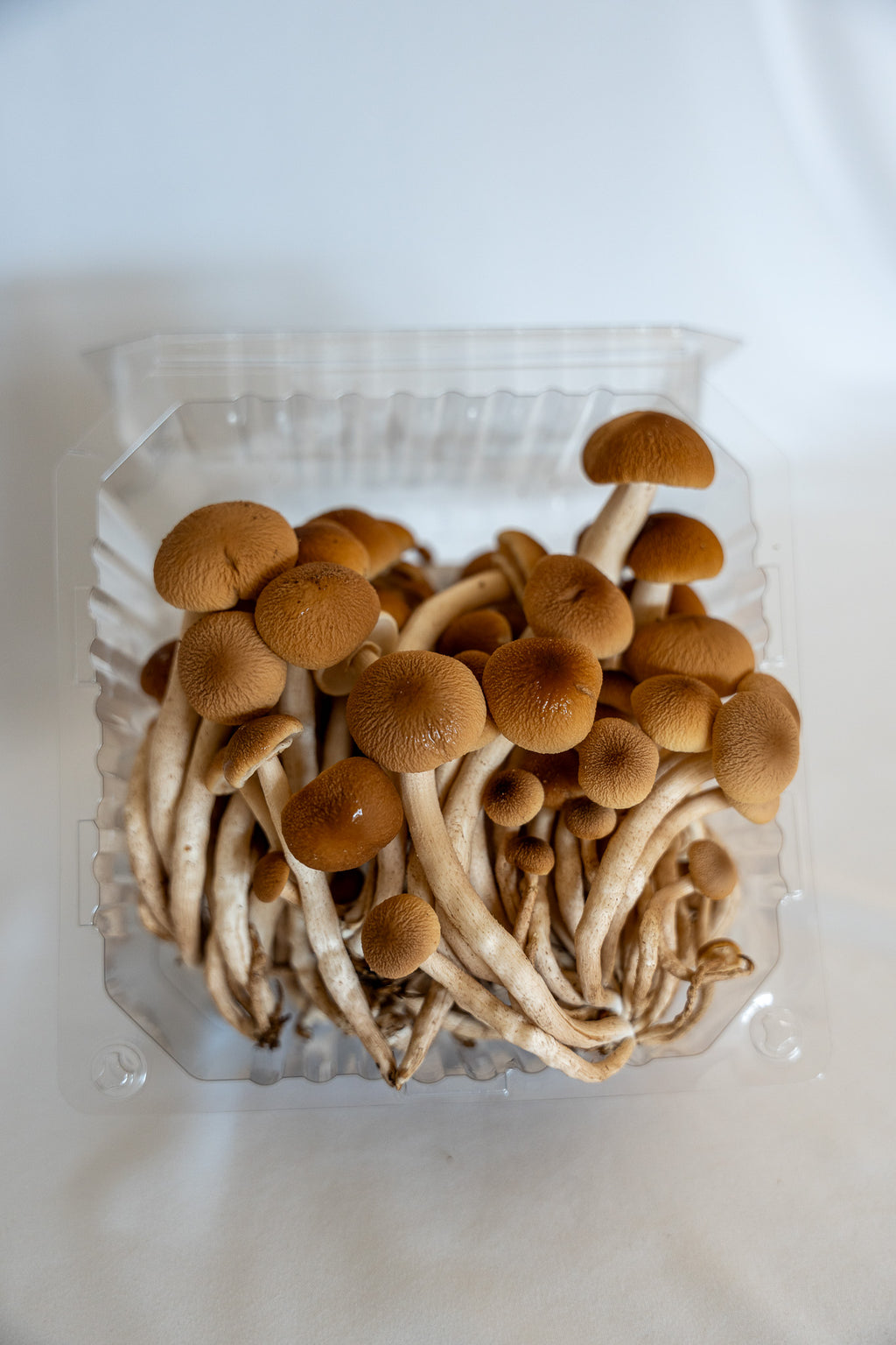 Fresh Piopinno Mushrooms