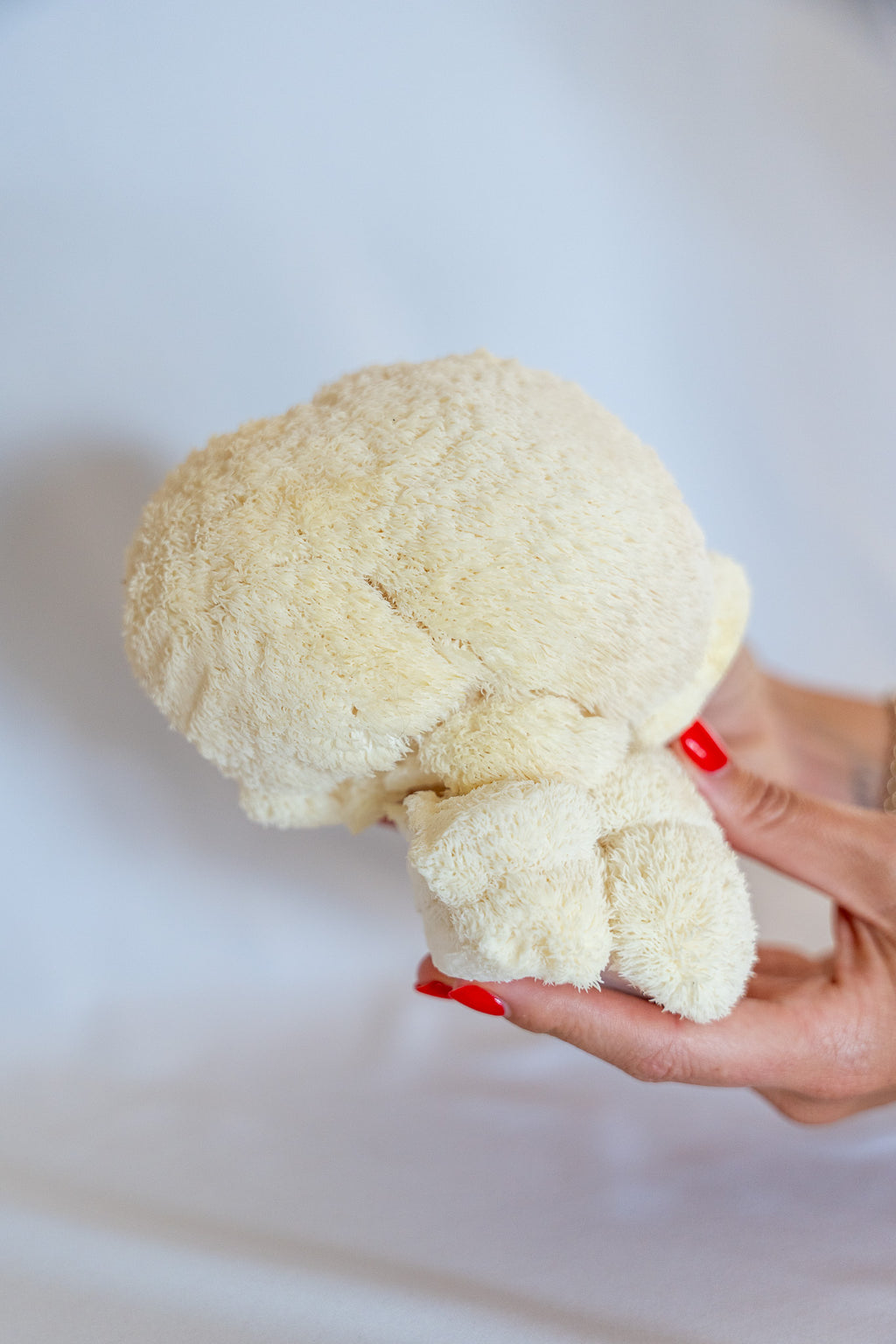 Fresh Lion's Mane Mushrooms