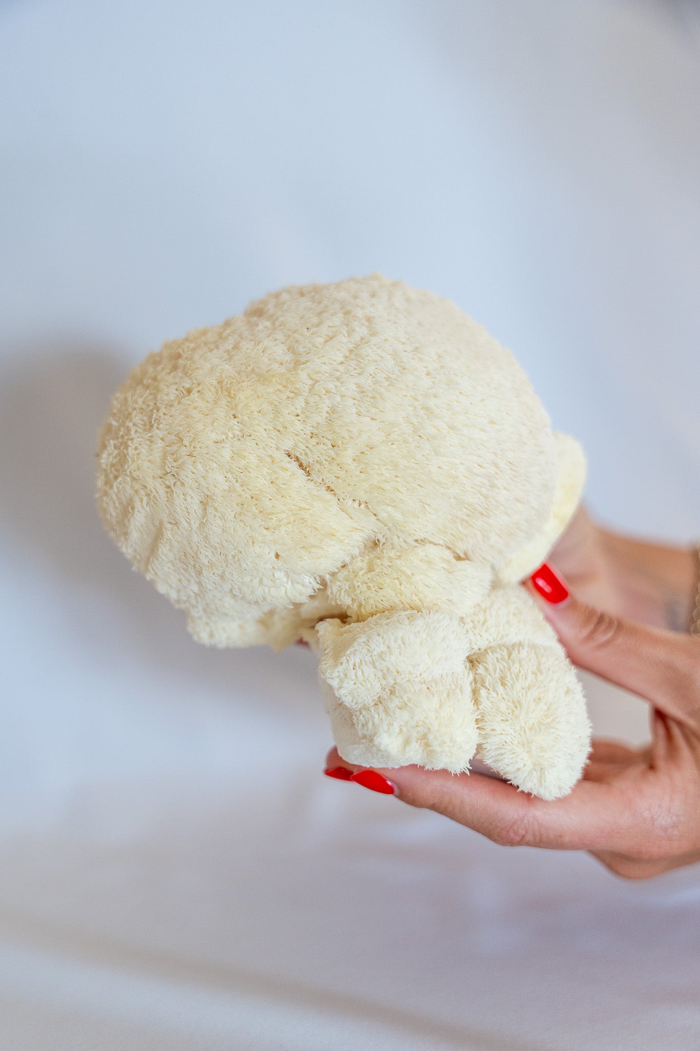 Fresh Lion's Mane Mushrooms