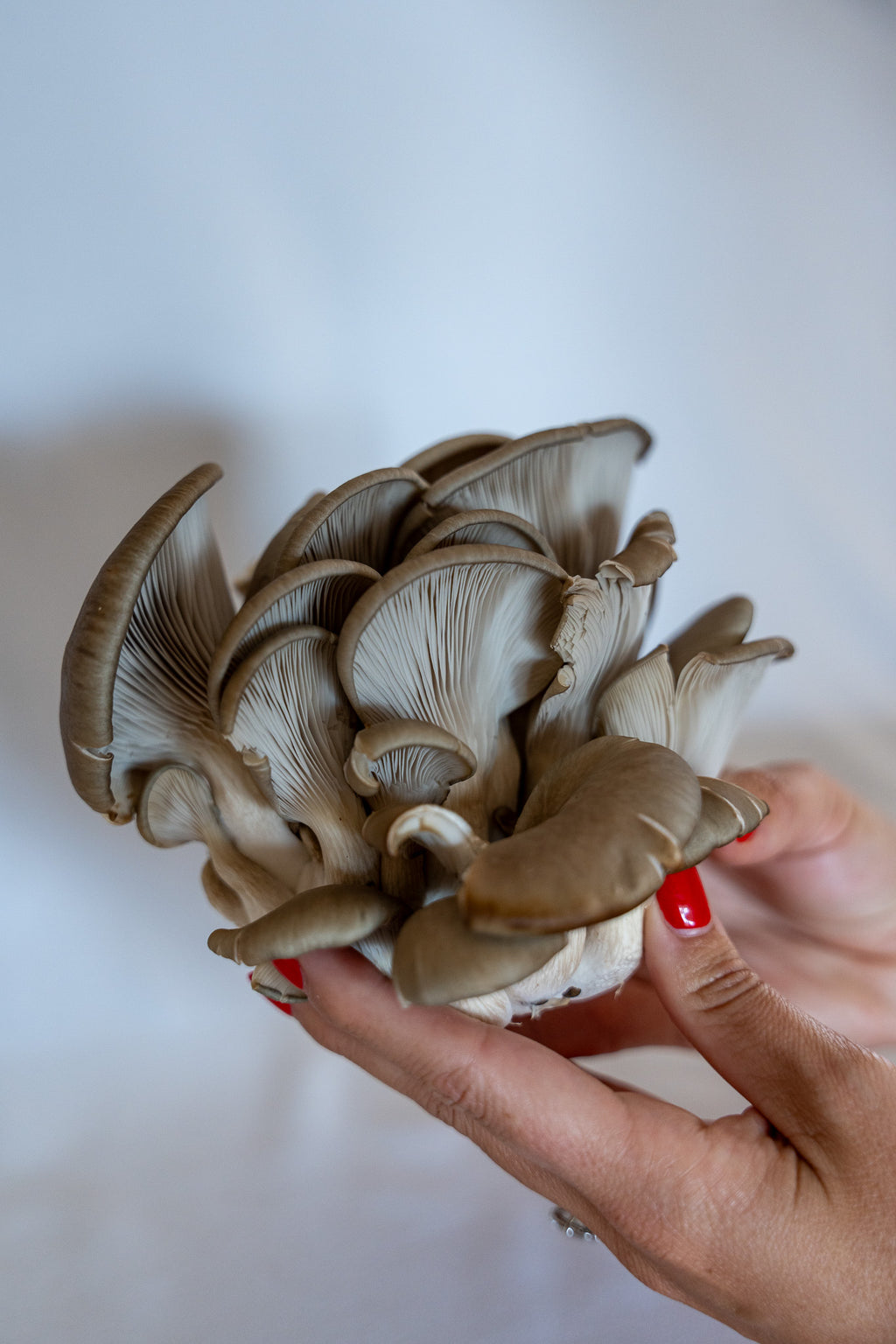 Fresh Blue Oyster Mushrooms