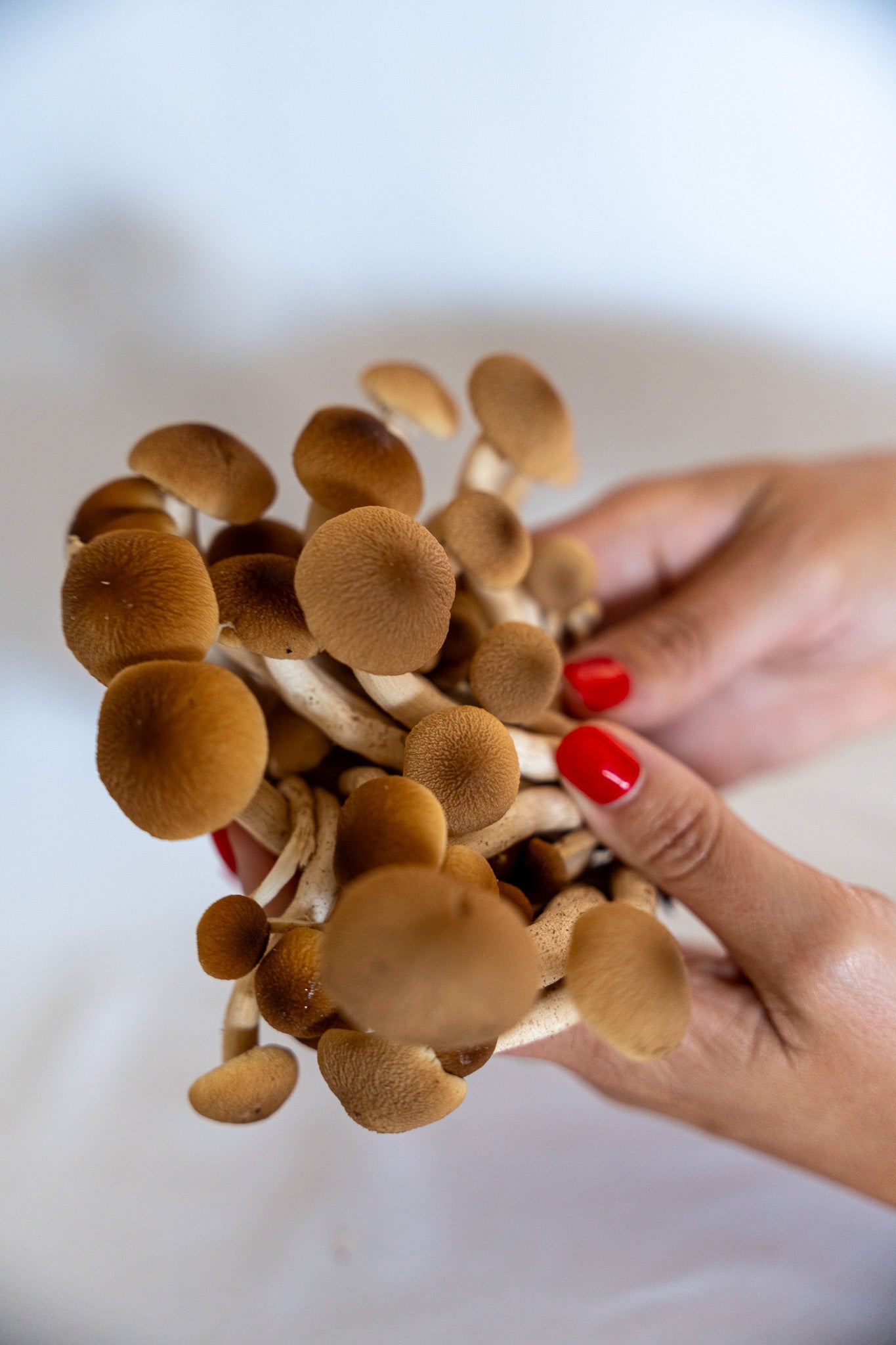 Fresh Piopinno Mushrooms