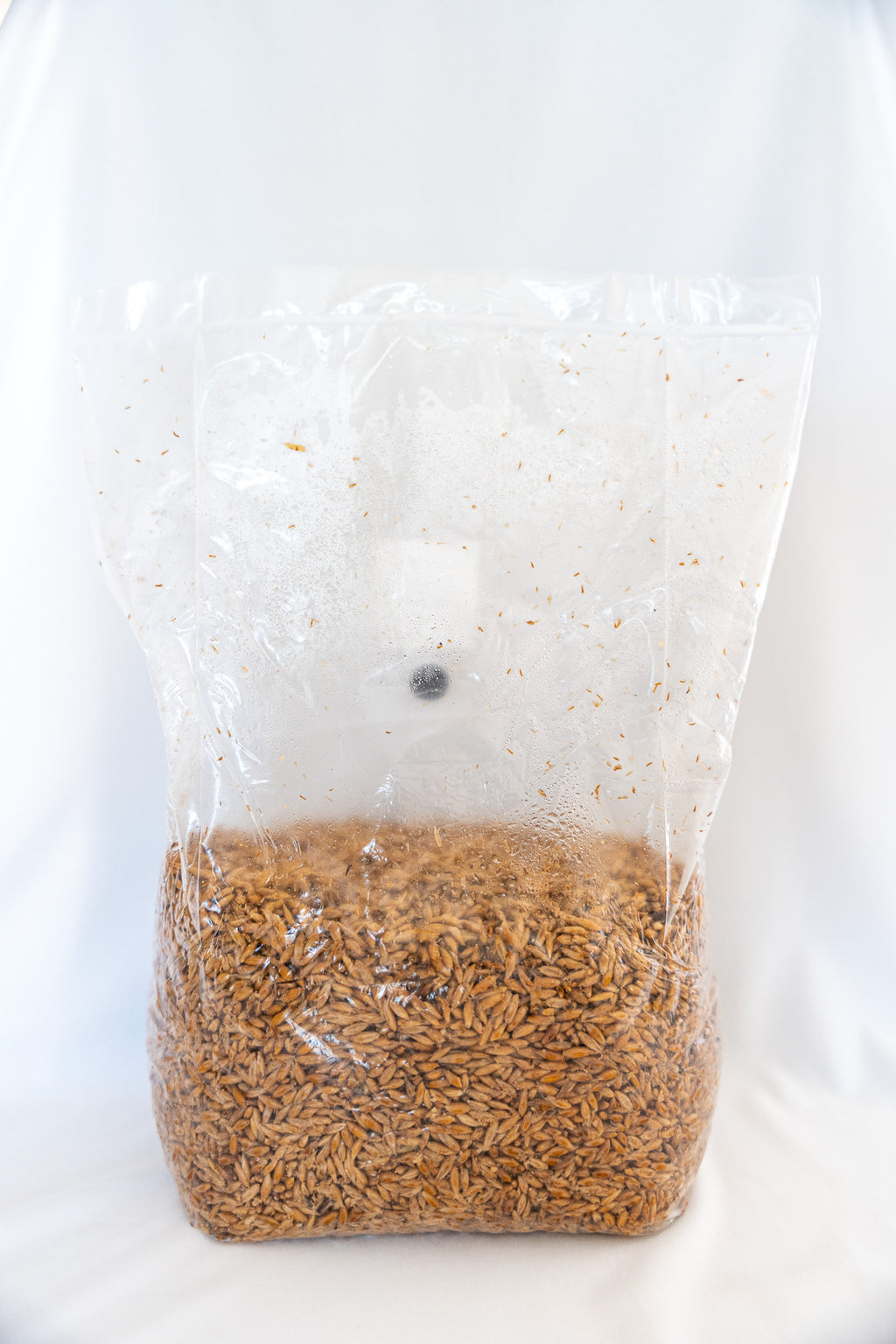Sterilized Grain 6lb Bag