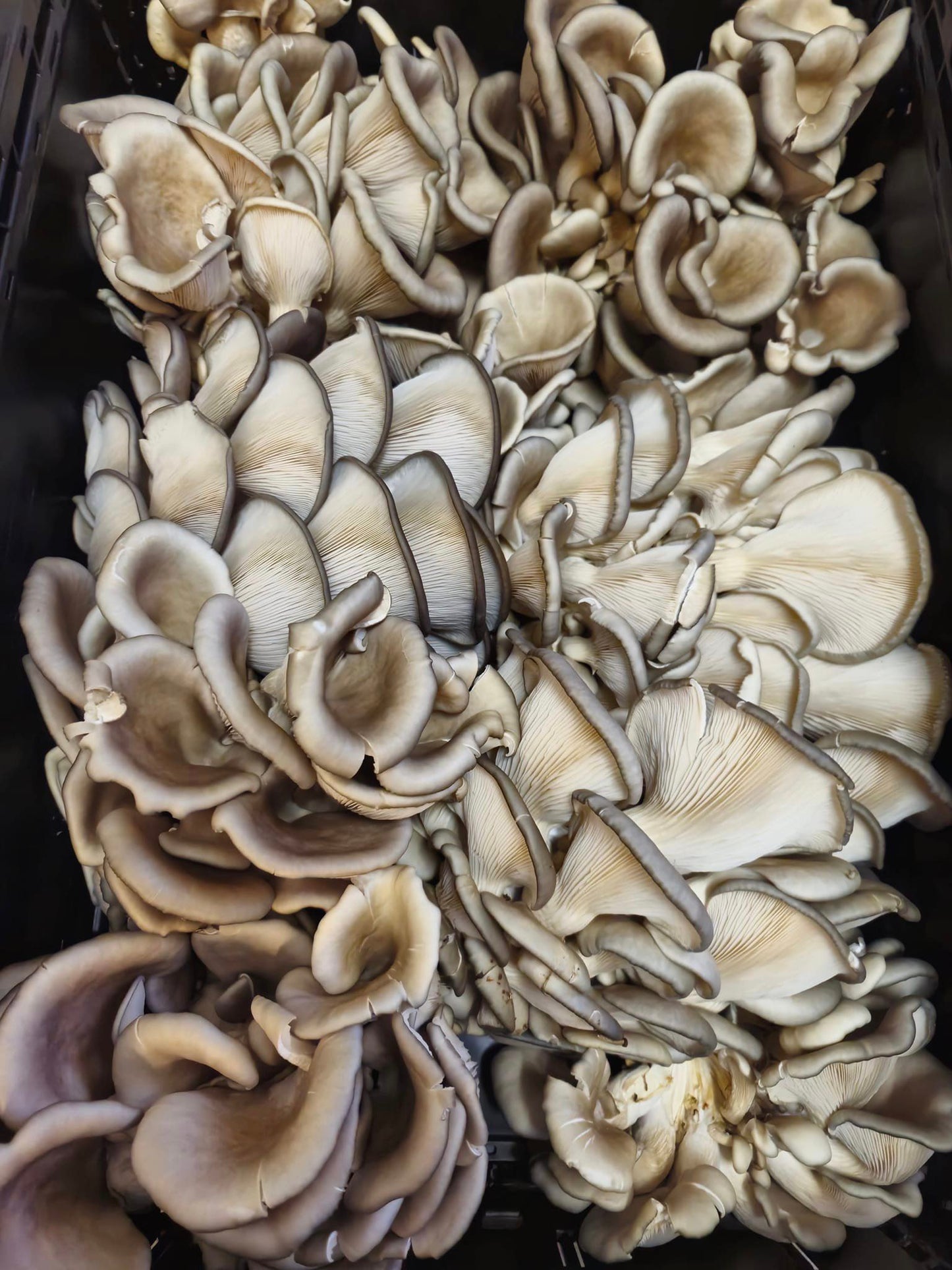 Fresh Blue Oyster Mushrooms